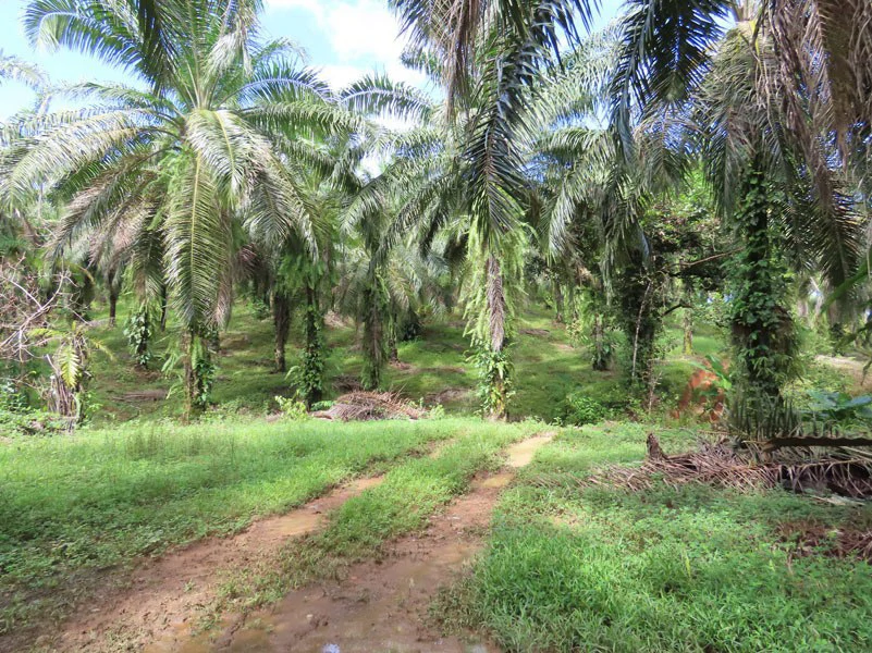 Palm Farm with Ocean View, Ideal for Ecotourism or Residential Development - Gallery image 3