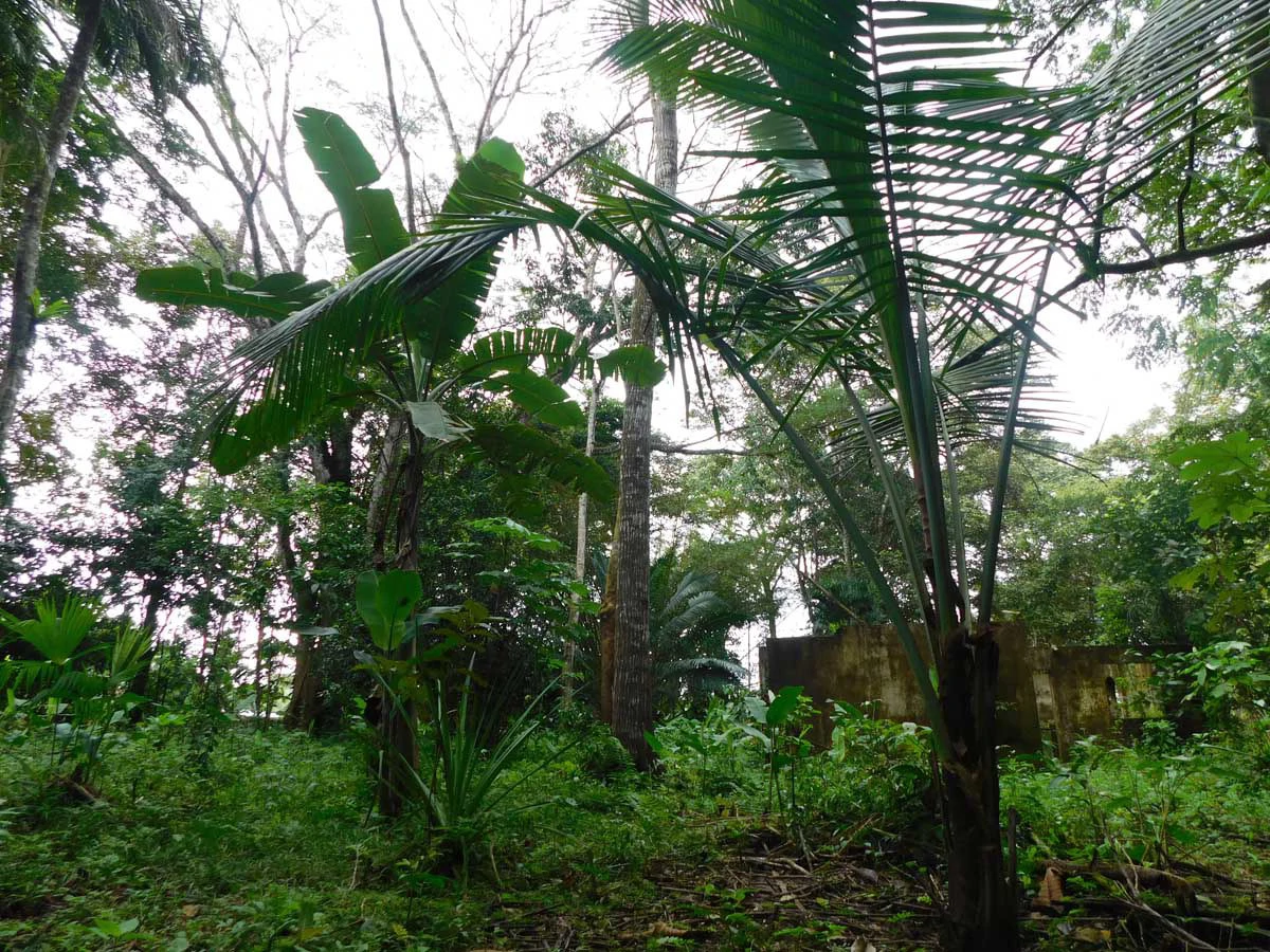 Green Centrally Located Paradise - Gallery image 6