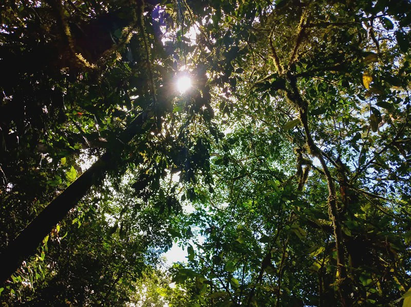 173-Acres of Nature Reserve with Spectacular Primary Forest & Golfo Dulce Views - Gallery image 7
