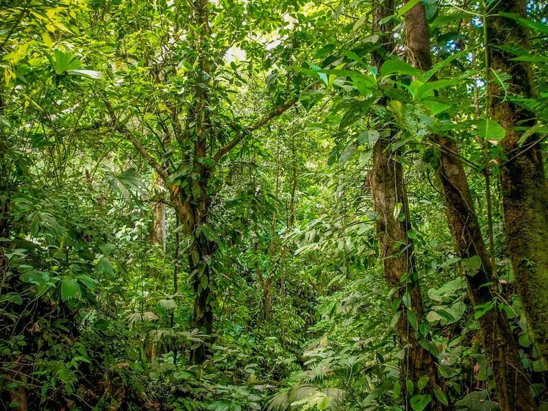 Golfo Dulce Waterfall Jungle Farm | A Nature Lover's Dream Come True - Gallery image 5