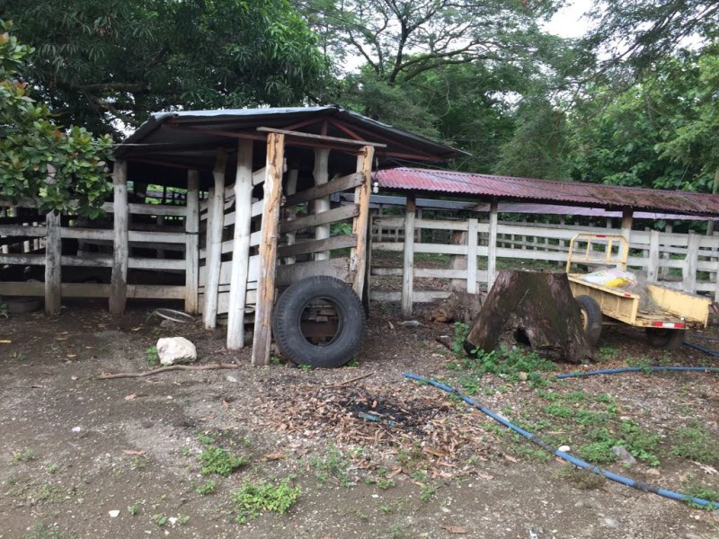 Farm in Nicoya. Reforestation. Cattle Raising. Recreation. - Gallery image 5