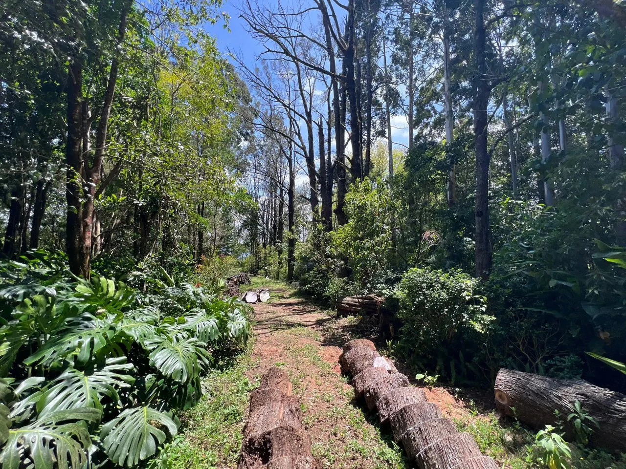 A Hidden Gem in the Heart of Nature | Land in San Rafael de Heredia - Gallery image 6