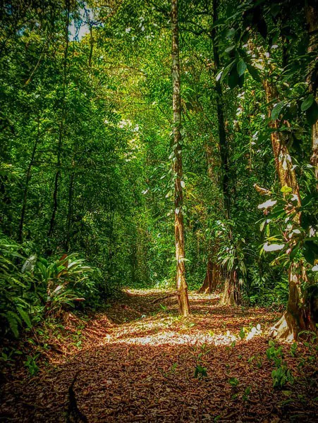 Ocean View & Primary forest 55-ha Rincon de Osa - Gallery image 26