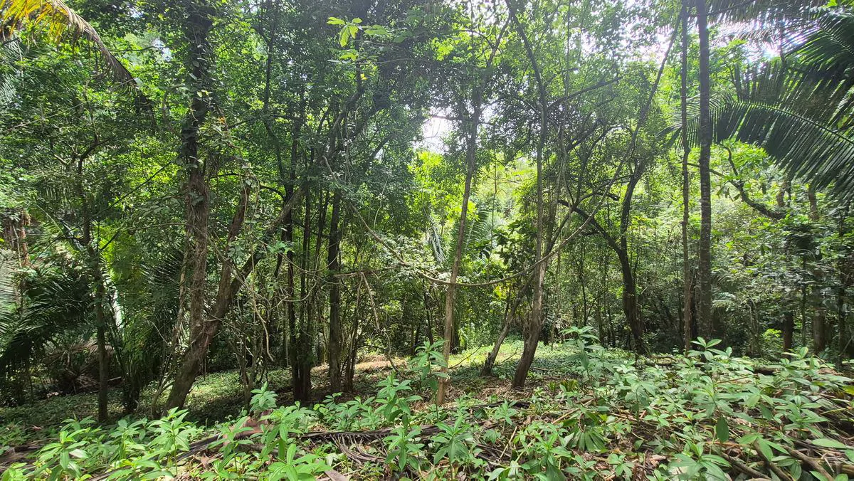 Lote el Bosquecito: 5,000 m² Wooded Lot in Samara Wood