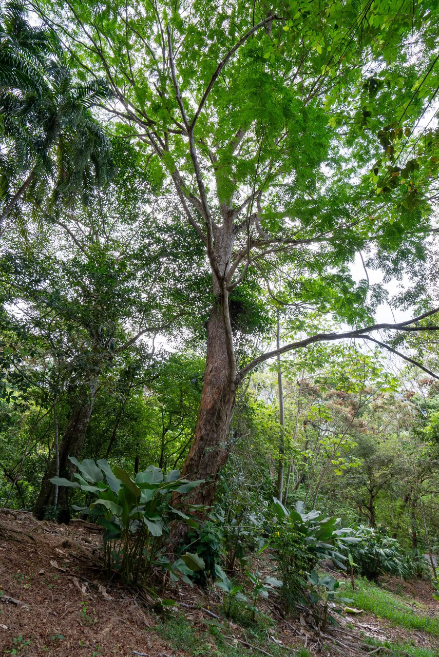 Rare 86-Acre Ocean View Estate Bordering Hacienda Barú – A Unique Opportunity for Conservation and Development - Gallery image 33
