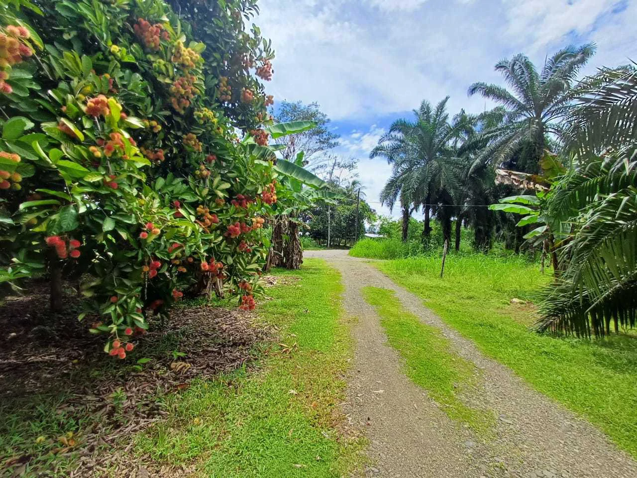 Finca La Palma, Cañaza, Puerto Jiménez - Gallery image 4