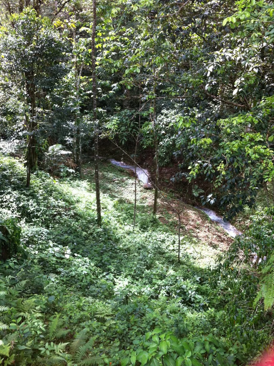 Cold & Hot springs surrounded by an overgrown farm, taken back by nature - Gallery image 70