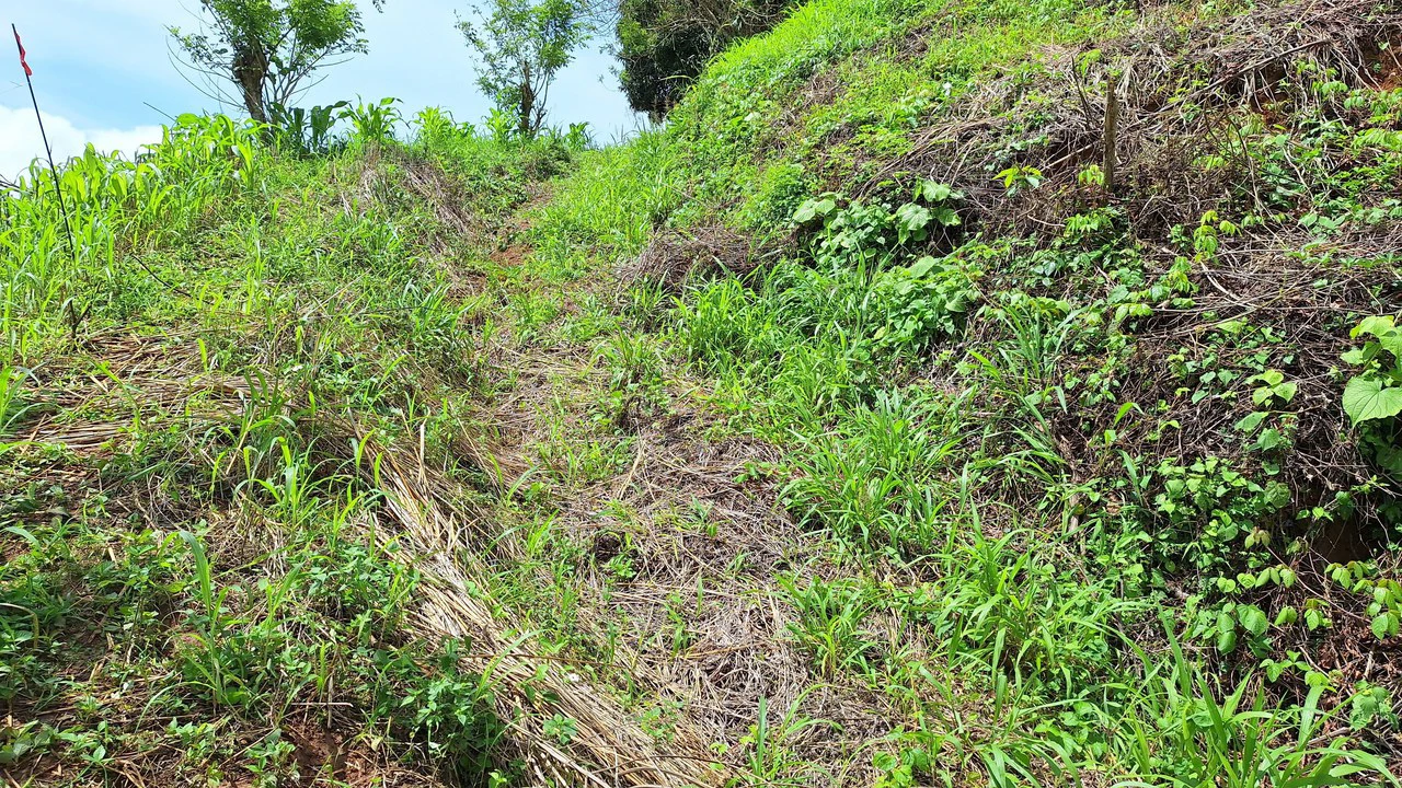 Spacious Lot For Sale In The Heart Of Pejibaye — Private Spring & Mountain Views - Gallery image 4