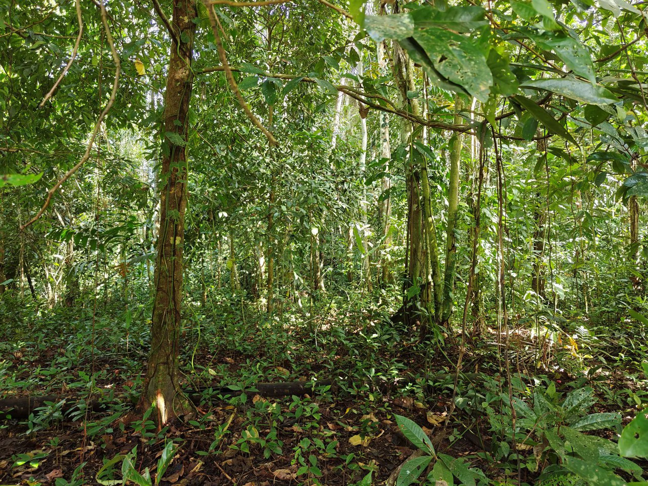 12,041m² Treed Lot with Great Potential: Wooded Lot with Creek – Rewilding Opportunity Near Puerto Viejo - Gallery image 4