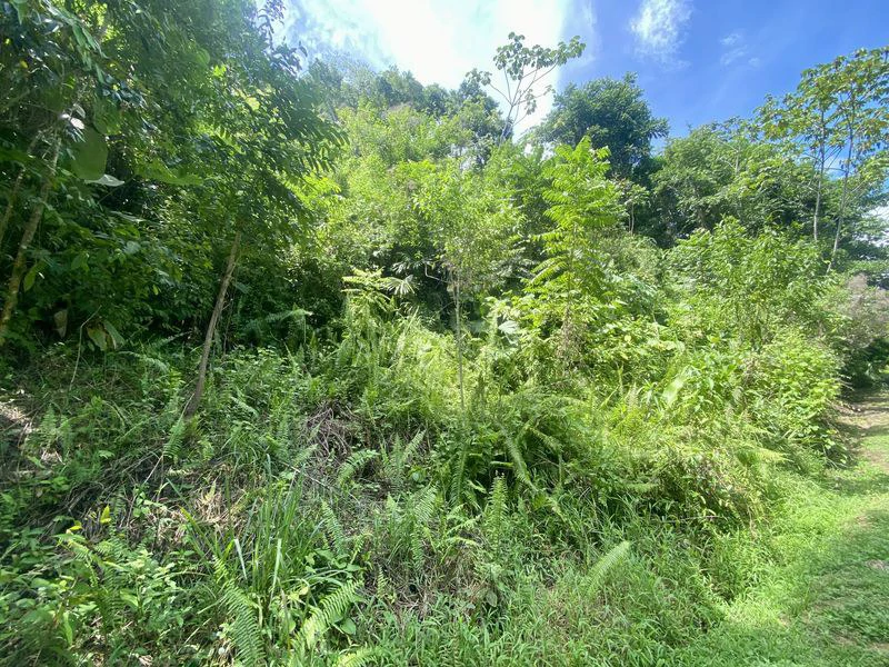 Exquisite Jungle property with Ocean View | Gated Community in Ojochal - Gallery image 3