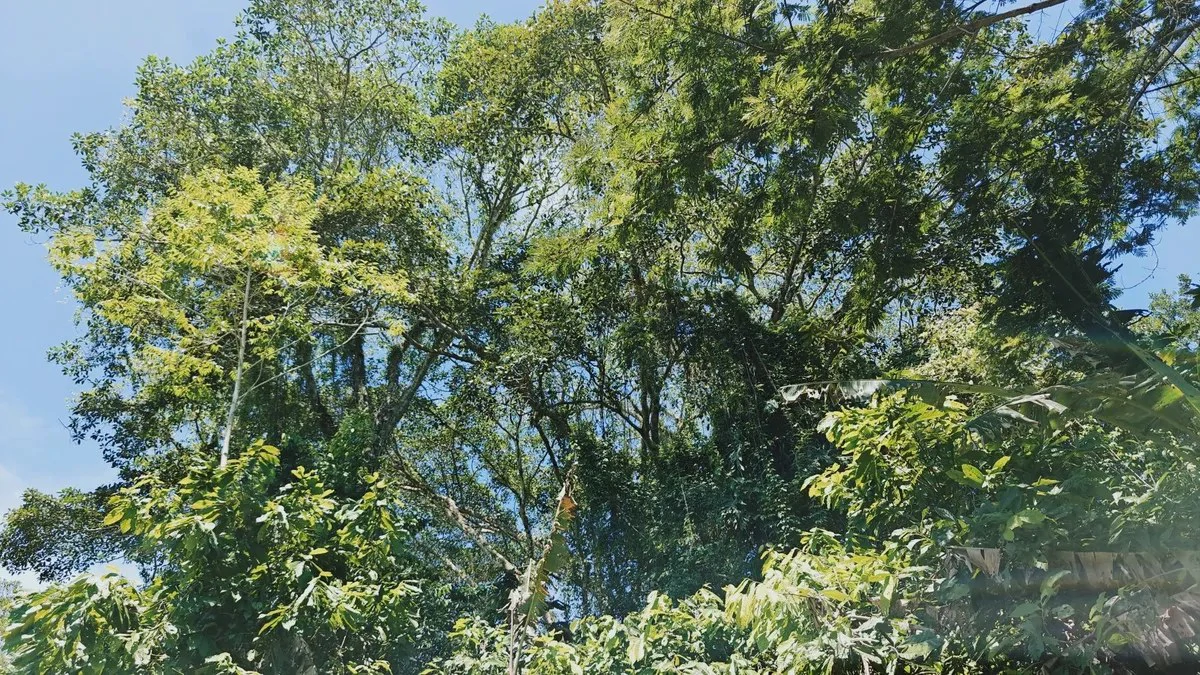 ID 919: 5708 sqm Flat Jungle Lot in Tuba Creek - Gallery image 3