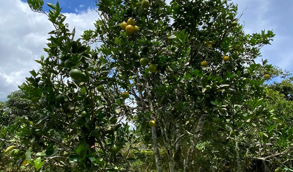 1.9 ACRES – Very Usable Flat Land Divided By An Across Running Creek, Tons Of Fruit Trees Plus Woods In The Back!!! - Gallery image 16
