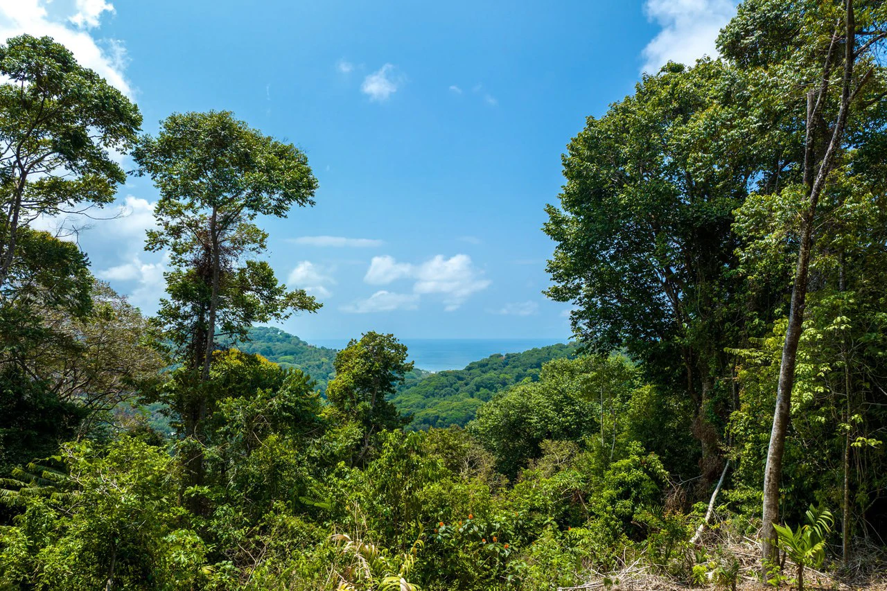 Rare 86-Acre Ocean View Estate Bordering Hacienda Barú – A Unique Opportunity for Conservation and Development - Gallery image 15