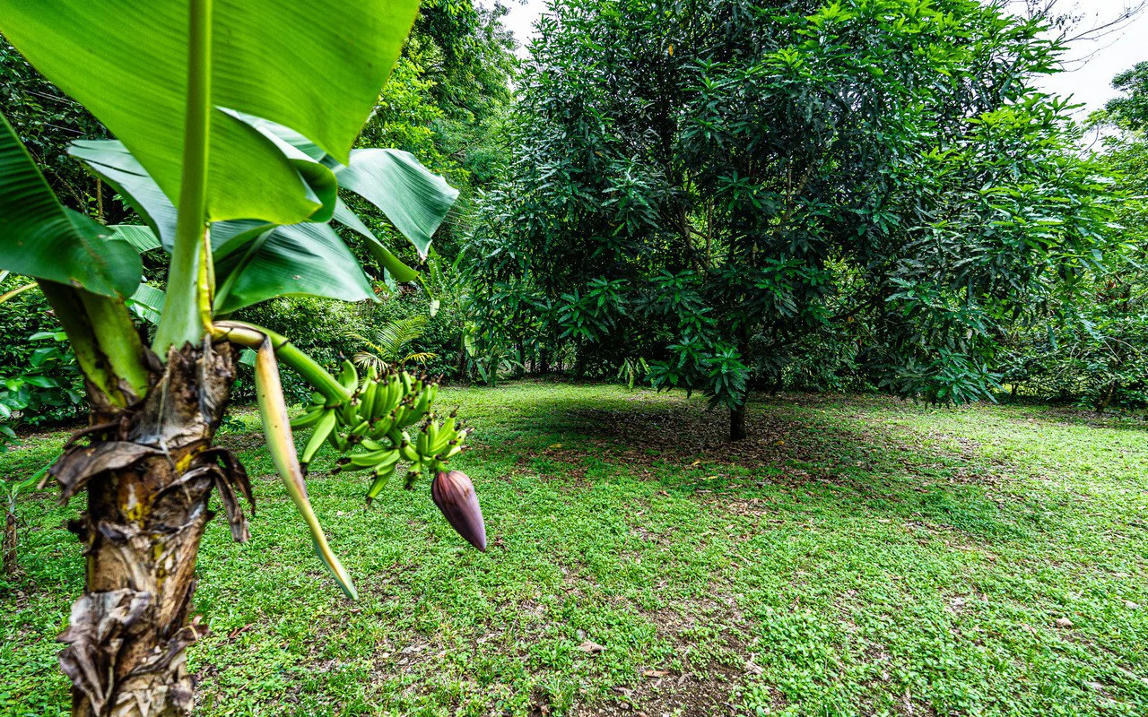 Riverfront Baru Estate Luxury Oasis Walkable to Playa Dominical - Gallery image 64