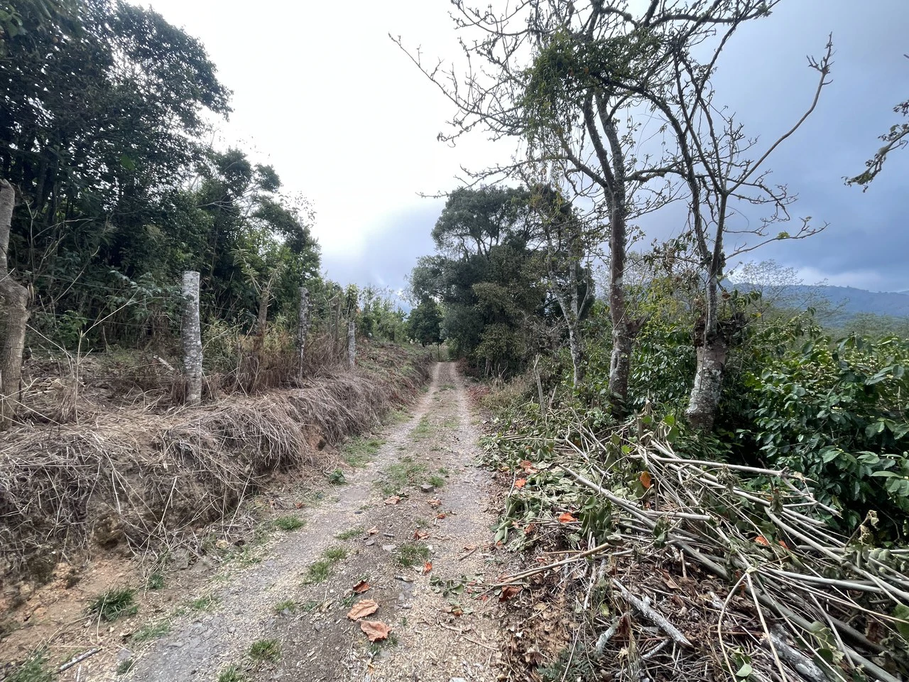 Copey Dota: Coffe farm for Sale in Copey de Dota - Gallery image 10