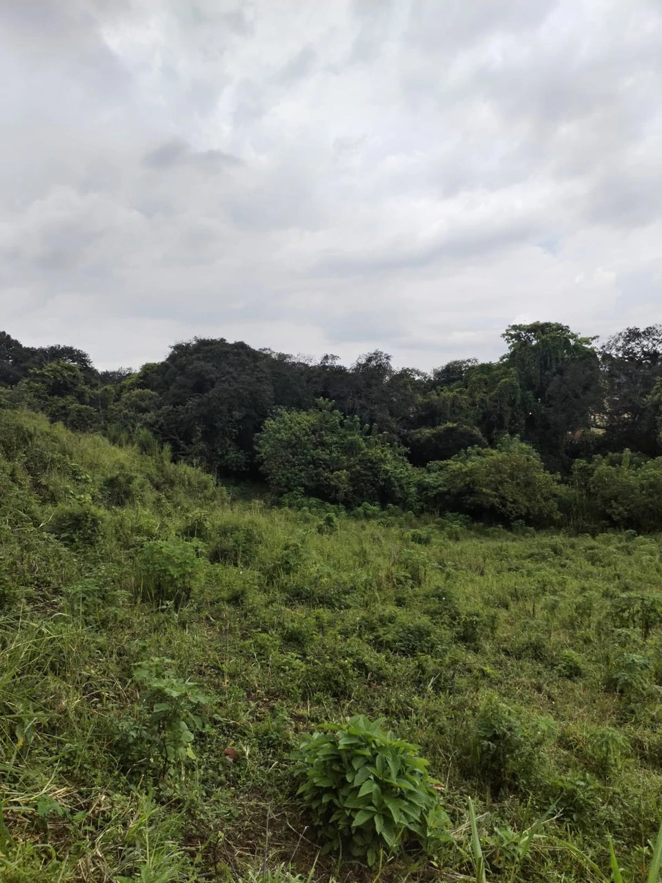 Farm in Desamparados, Alajuela: Ideal for Developers with Permits and Potential for 46 Lots - Gallery image 8