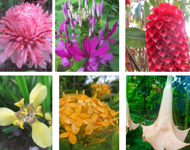 FLOWERS OF PARADISE - Artists Villa with Character - Gallery image 4