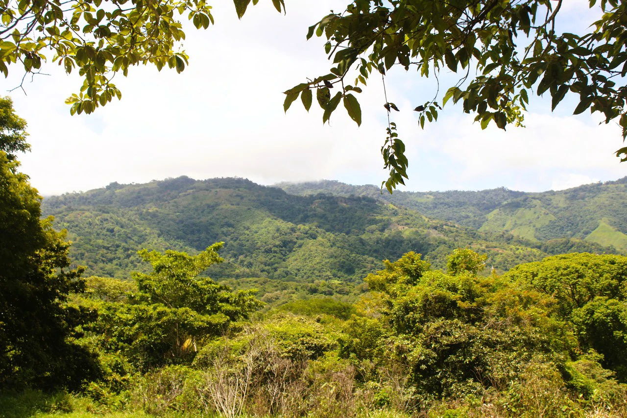 Wildlife Reserve Farm close to Ojochal - photo 15