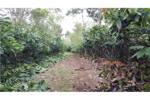 COCOA AND DAIRY FARM IN PRODUCTION AND GROWING: COCOA FARM IN PRODUCTION AND GROWING - Gallery image 8