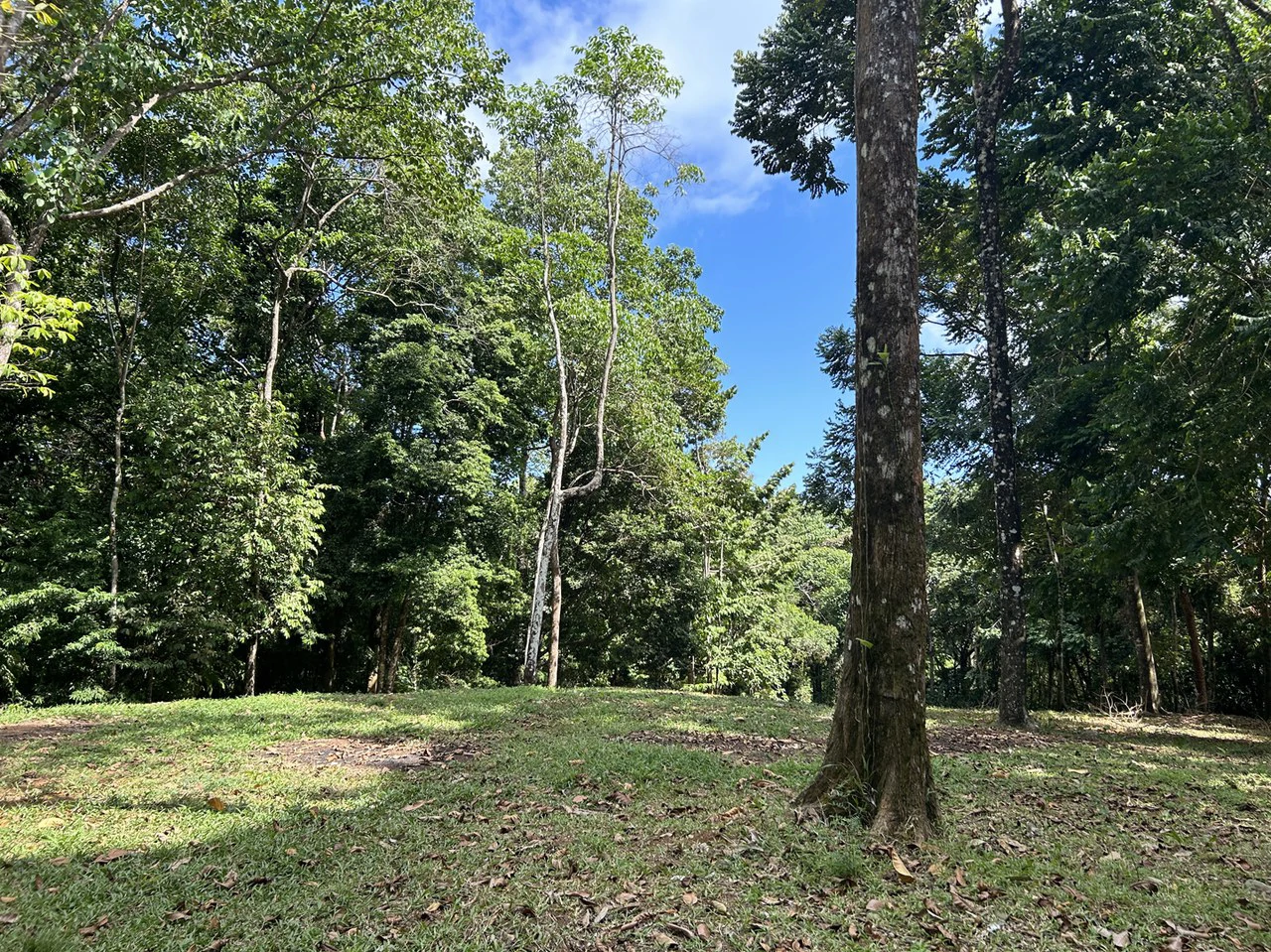 Cabo Matapalo: Jungle View Lot Priced To Sell! - Gallery image 13