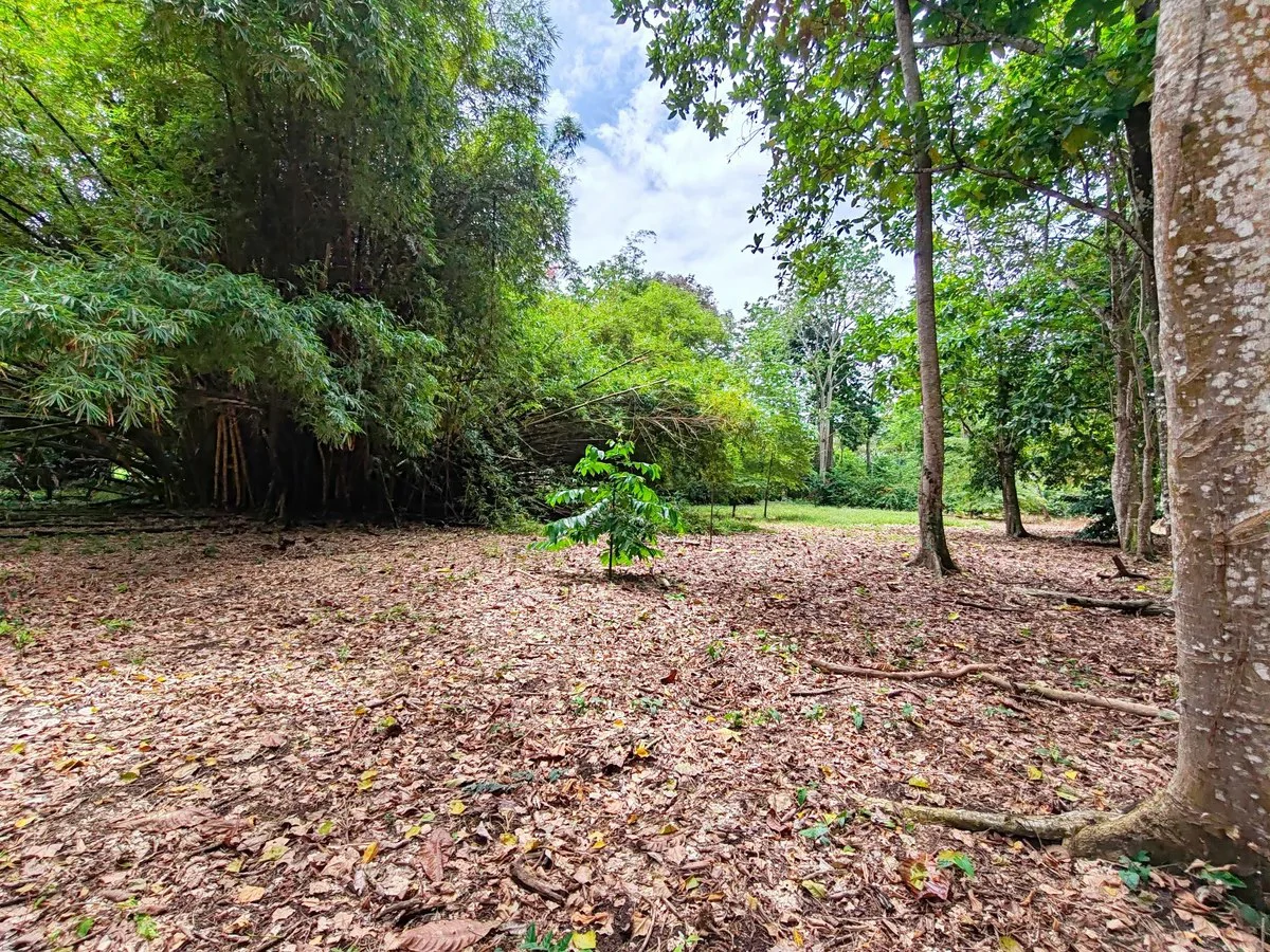 ID 1044: Build Ready Land Between Cahuita National Park and Puerto Viejo - Gallery image 3