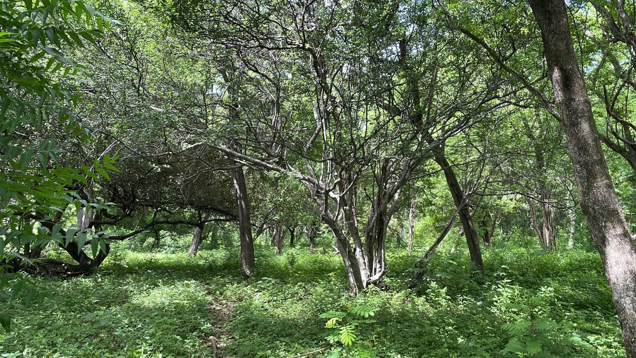 Beachfront Private Titled Property for sale close to La Cruz, beautiful nature land, ready to build - Gallery image 5