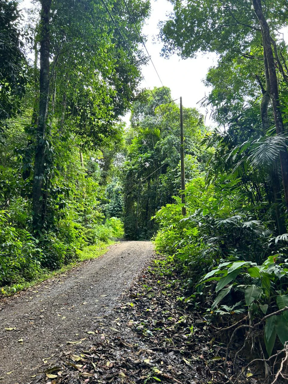 Finca Las Cataratas in Ballena: Mountain Home Construction Site For Sale in Bahía Ballena - Gallery image 6