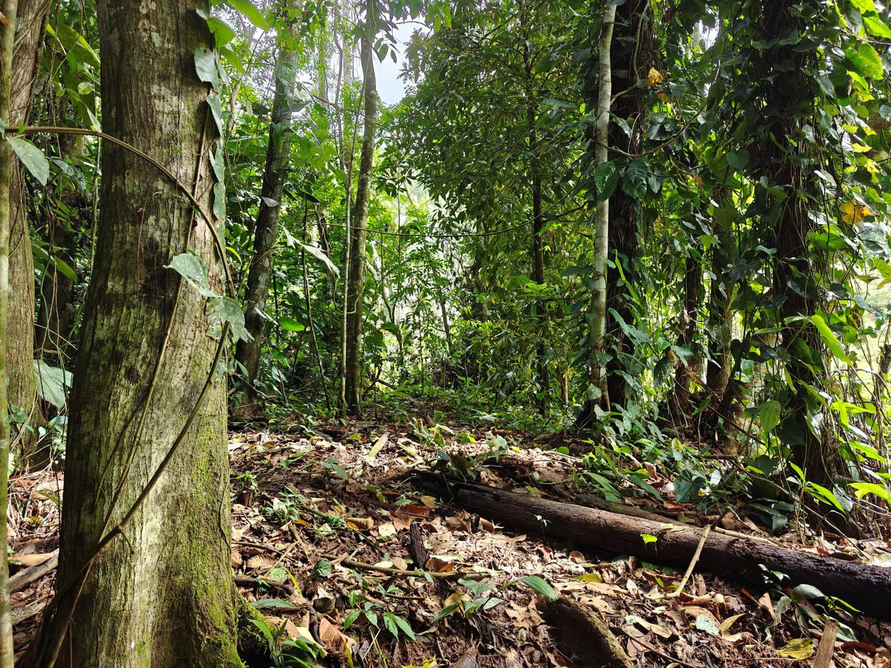 12,041m² Treed Lot with Great Potential: Wooded Lot with Creek – Rewilding Opportunity Near Puerto Viejo - Gallery image 6