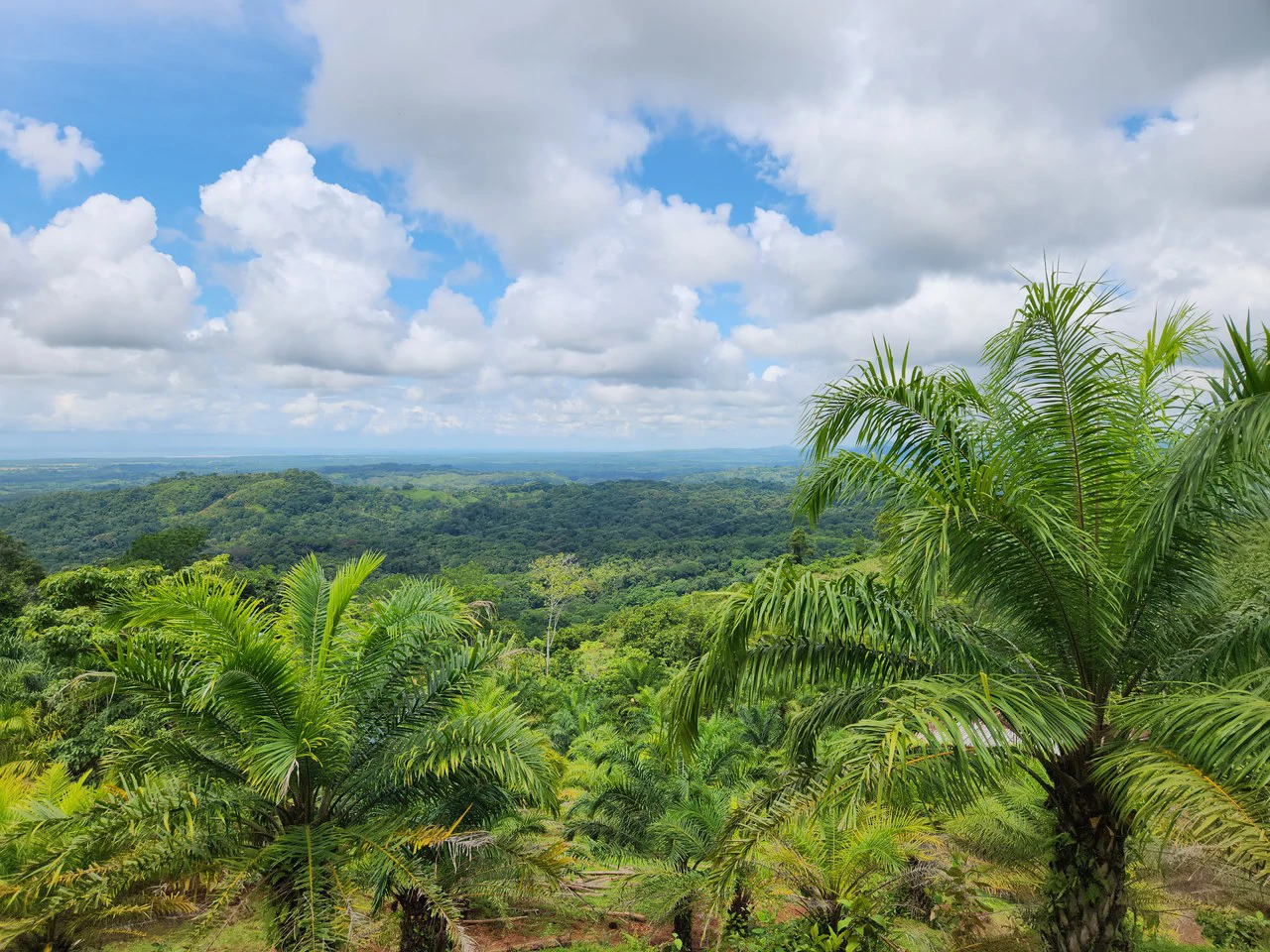 PRIME PARRITA FARM FOR SALE - Gallery image 13