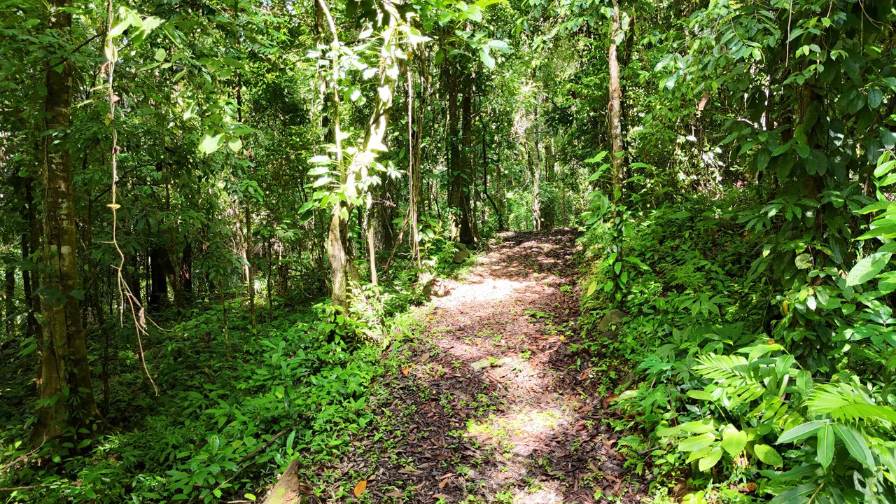 Spectacular Ocean view on 7.7 acres: Mountain Home Construction Site For Sale in Bahía Ballena - Gallery image 11