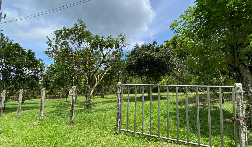 1.9 ACRES – Very Usable Flat Land Divided By An Across Running Creek, Tons Of Fruit Trees Plus Woods In The Back!!! - Gallery image 26