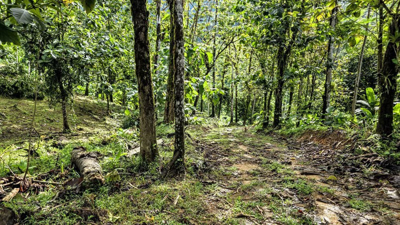Waterfall Estate, Dos Bocas, Dominical Featuring Twin Waterfalls, Springs, Creeks & Rivers - Gallery image 15