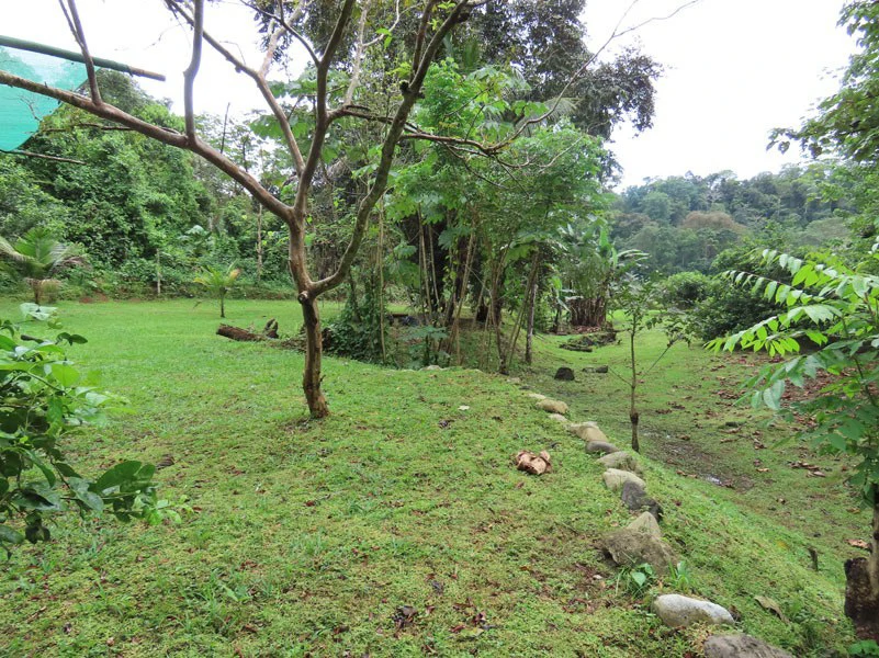 Land For Sale in Dos Brazos, Puerto Jimenez, Ideal For Home Surrounded by Nature - Gallery image 17