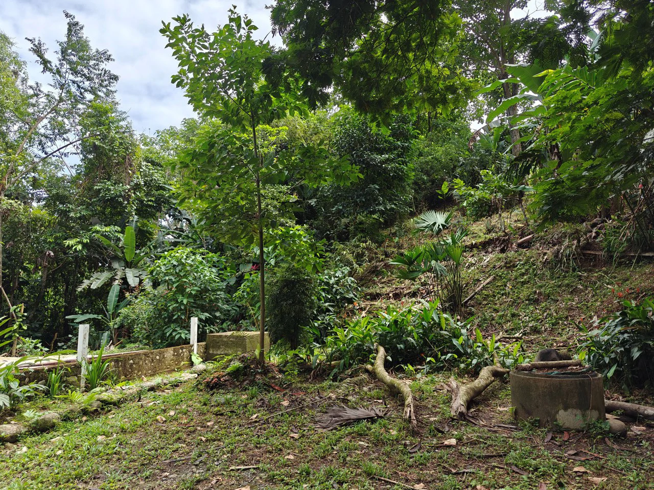 Mountain-Edge Sanctuary with Private Waterfall: 3 Titled Jungle Lots with Platforms, Waterfall, and Income Potential - Gallery image 19