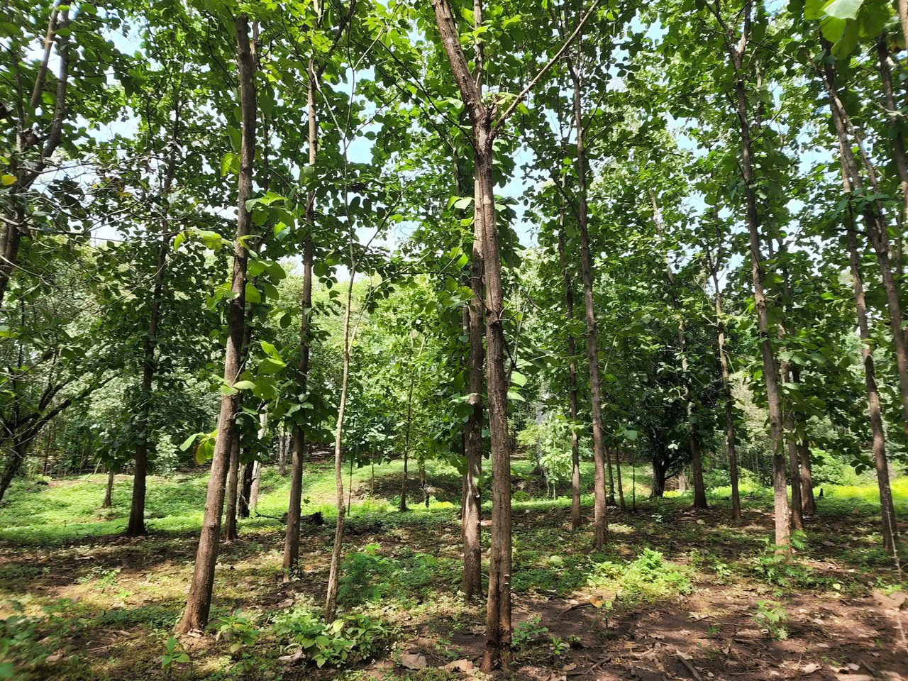INVEST IN A TEAK PLANTATION FOR 25 YEARS - Gallery image 19