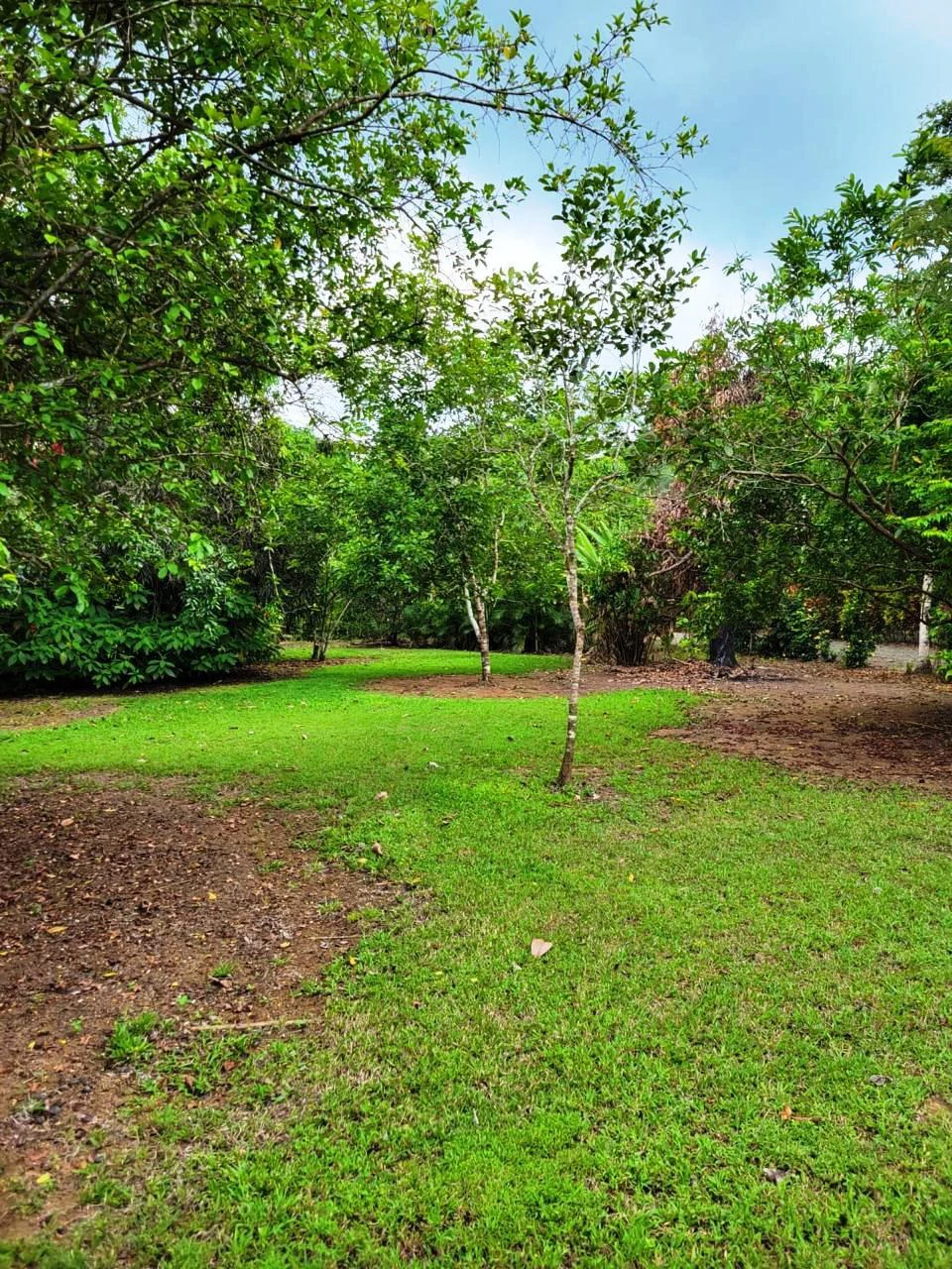 Tropical Fruit Farm in Playa Cañaza Build Your Dream Home in Paradise - Gallery image 3
