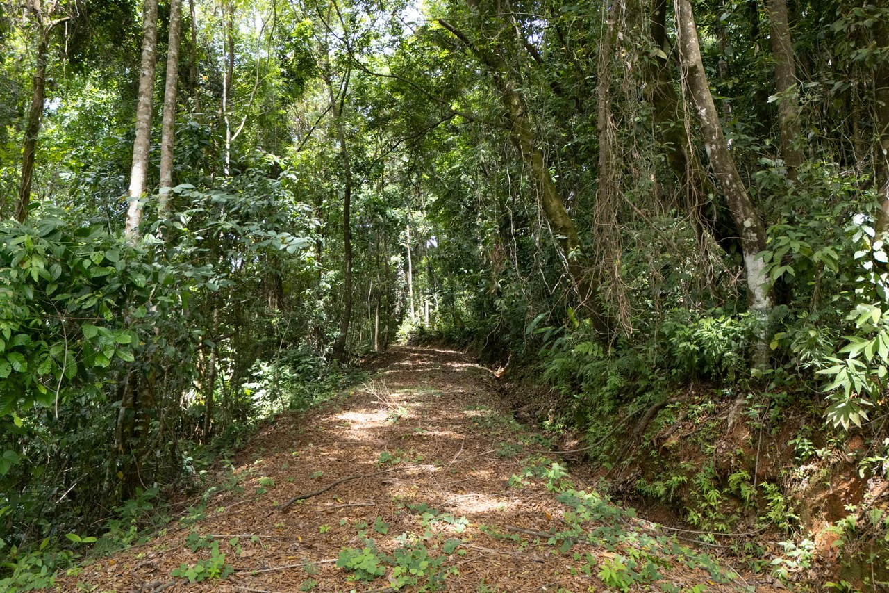 Near the Coast Home Construction Site For Sale in Dominical - Gallery image 11