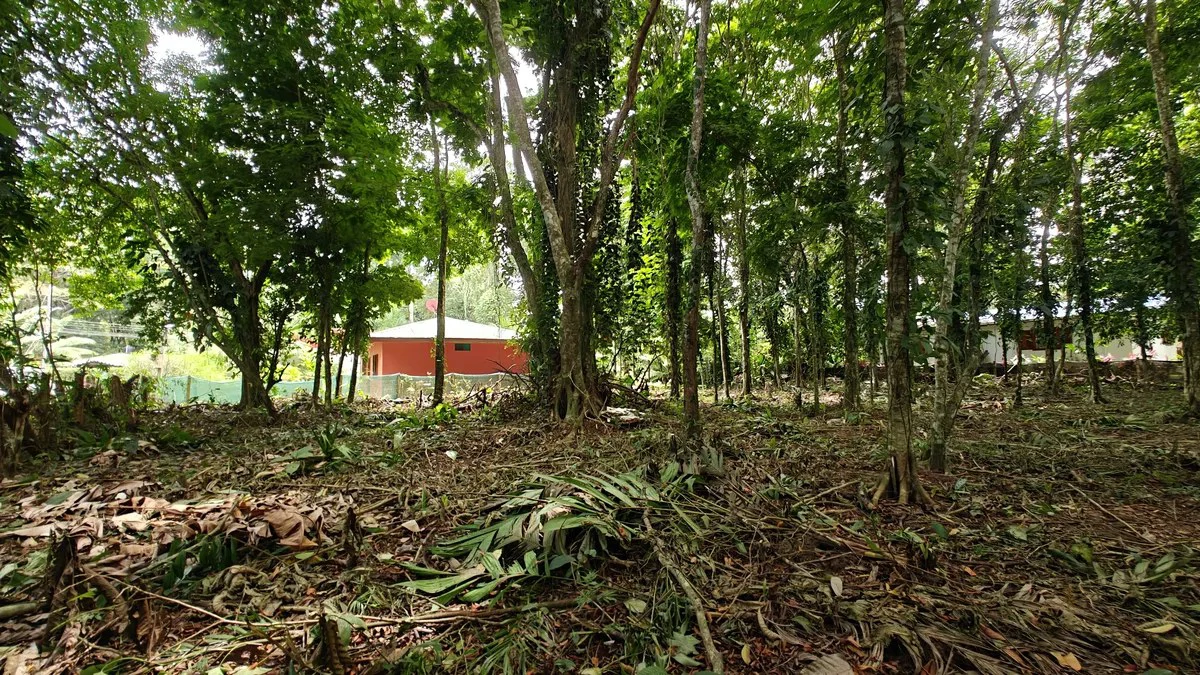 ID 948:: Titled 1259 sqm Lot - 600 Meters From Cahuita National Park