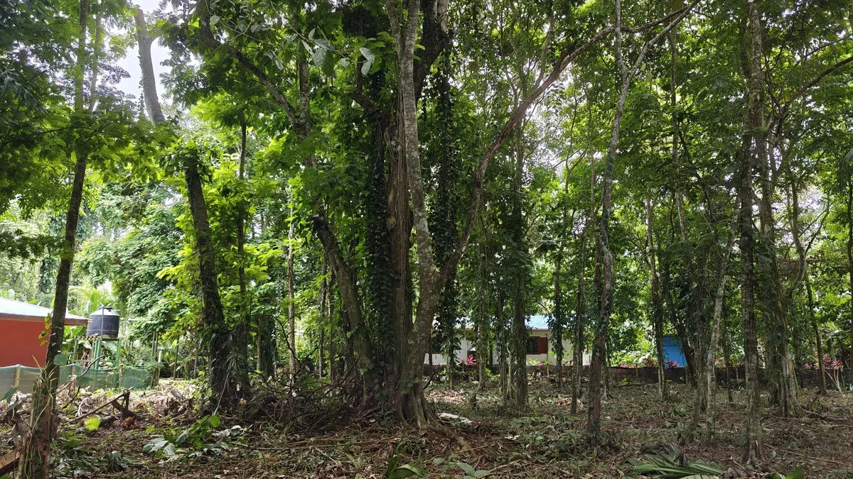ID 948:: Titled 1259 sqm Lot - 600 Meters From Cahuita National Park - Gallery image 3