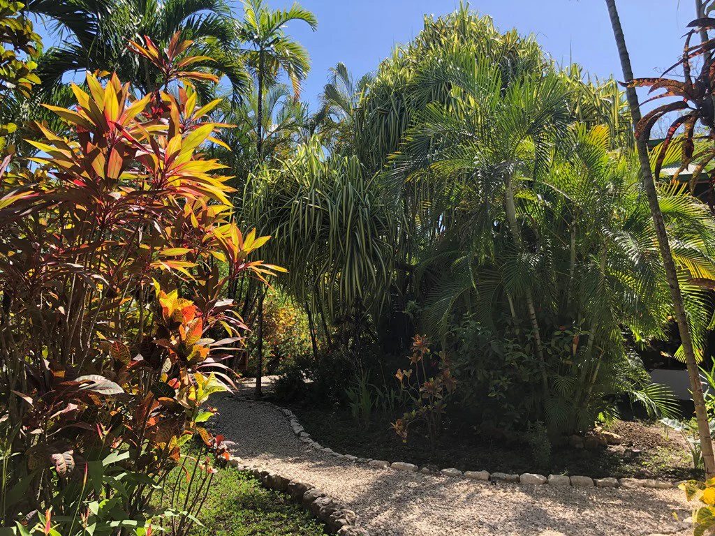 Property with Five Units in the heart of Guiones Beach - Nosara - Gallery image 16