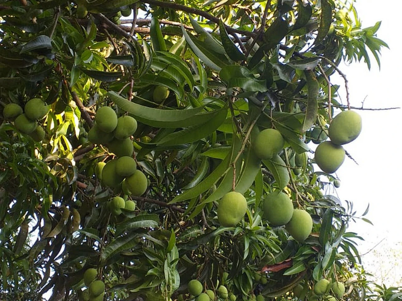 11.25 ACRES- 4 Bedrooms, Two Homes, Panoramic Ocean & Mountain Views With Stream, 30+ Fruit Trees, 40 Minutes to Quepos!!! - Gallery image 46