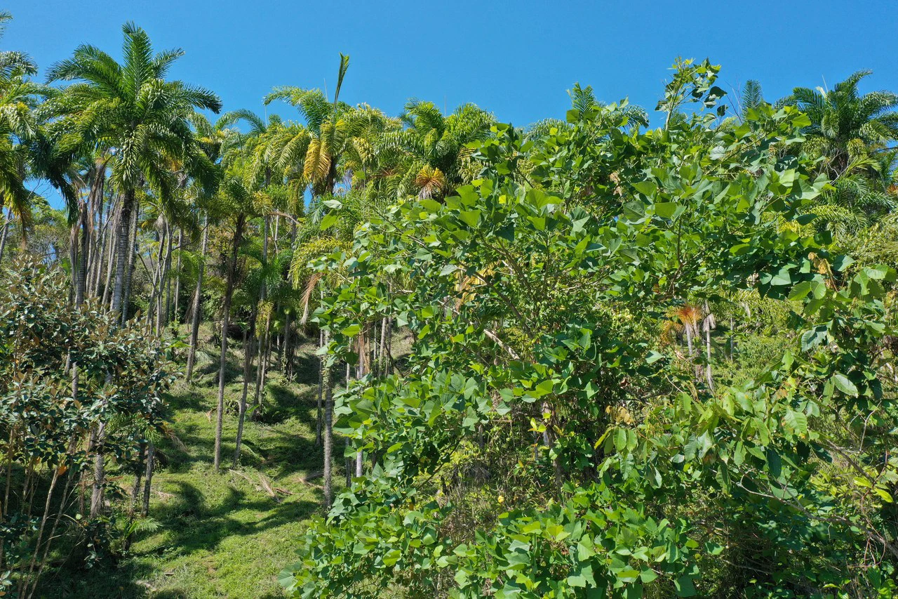 8 Acre Riverfront Sanctuary in San Pedrito Pérez Zeledón - Gallery image 13