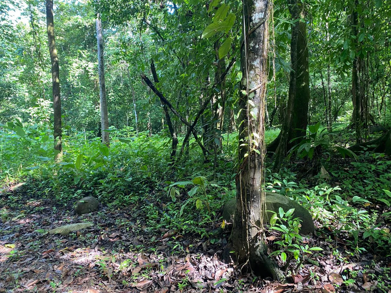 Spectacular Ocean view on 7.7 acres: Mountain Home Construction Site For Sale in Bahía Ballena - Gallery image 20