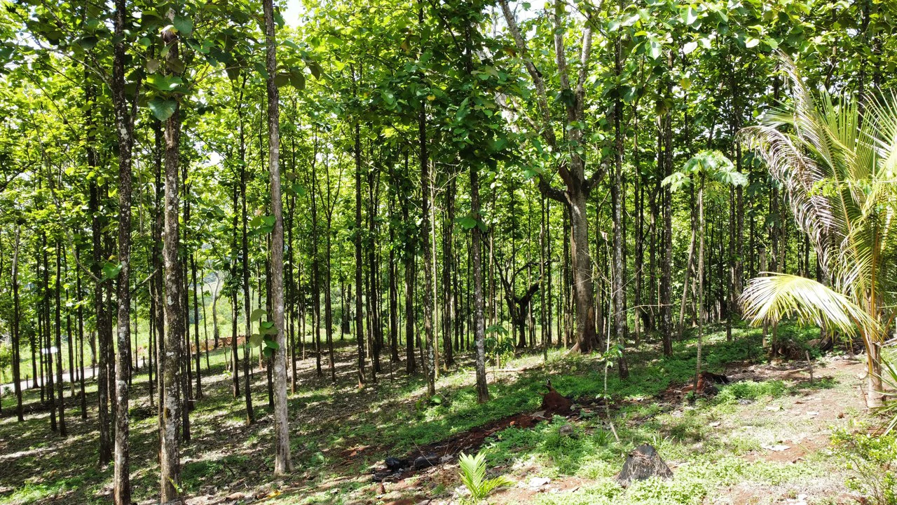 7-Hectare Farm with Teak Plantation, Existing Home & Eco-Development Potential Near Parrita, Costa Rica - Gallery image 11