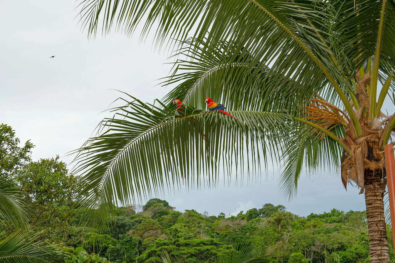 Casa Serenidad, Nature Lover's Dream Villa: Mountain House For Sale in Manuel Antonio - Gallery image 29