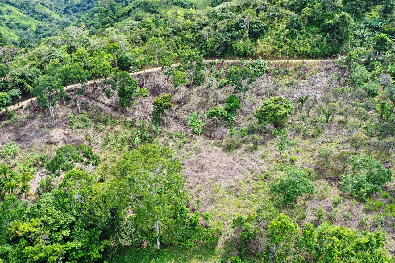4.6 Acre Tropical Fruit Farm with Elevated Homesite & Valley Views San Isidro - photo 5