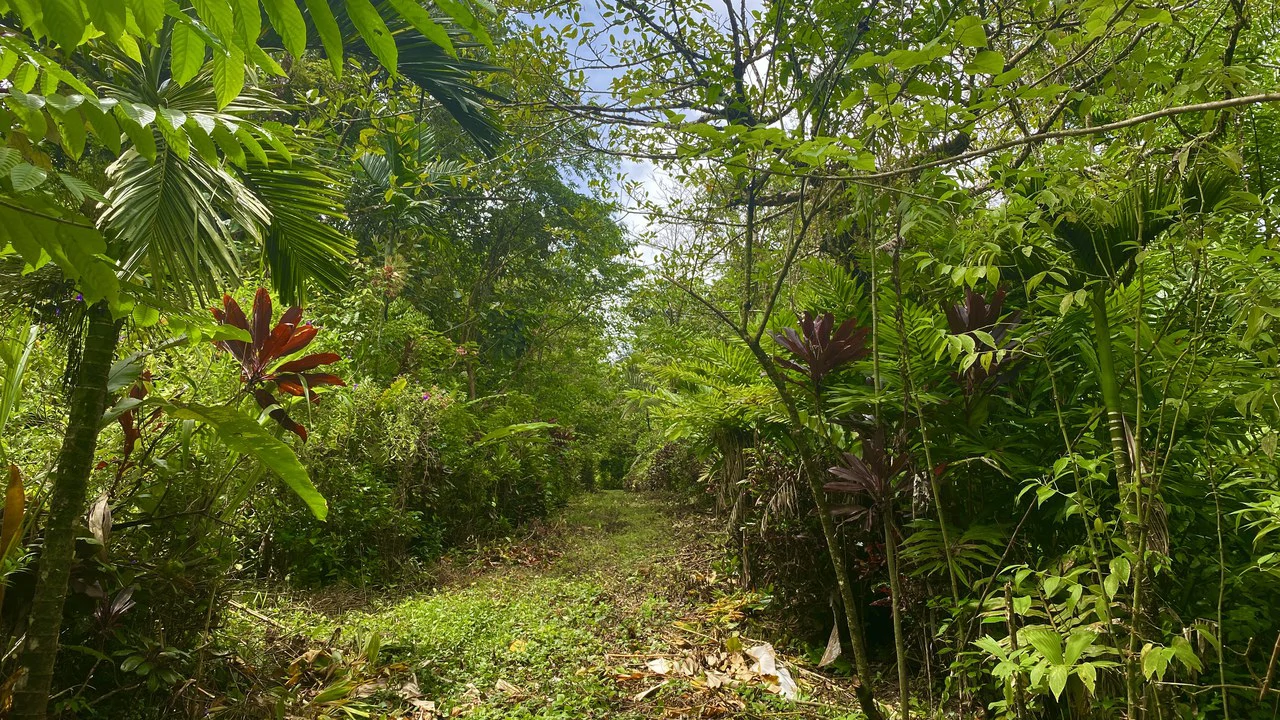 Mountain Home Construction Site For Sale in Tres Rios - Gallery image 3