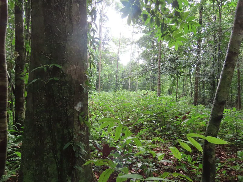 34-Acres of Forest For Sale in Riyito de Puerto Jimenez - Gallery image 12