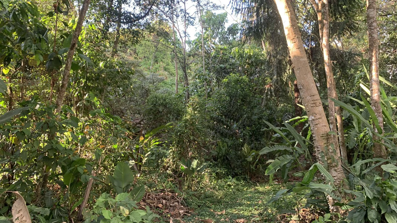 Talari Hotel: Nature and Bird Lover's Paradise - Mountain Lodge - Gallery image 33
