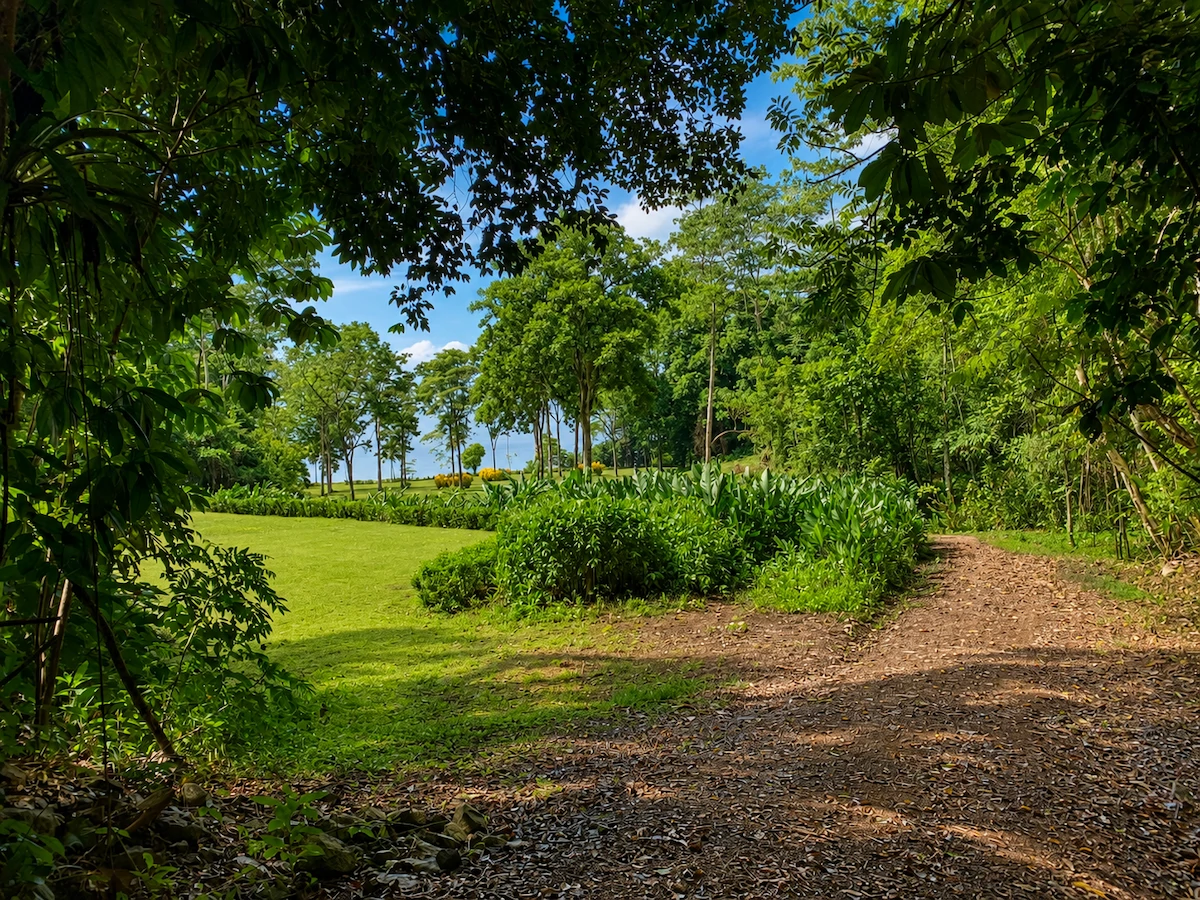 Spectacular Coastal Rainforest Estate Property - Gallery image 9